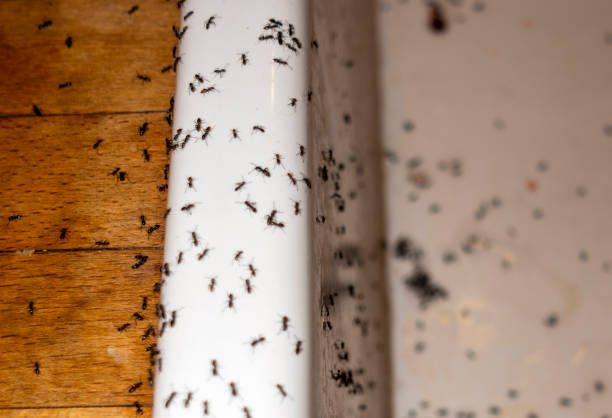 Best Best Pest Control Companies  in Choteau, MT