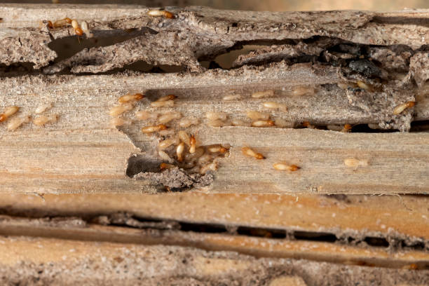Best Bed Bug Extermination  in Choteau, MT